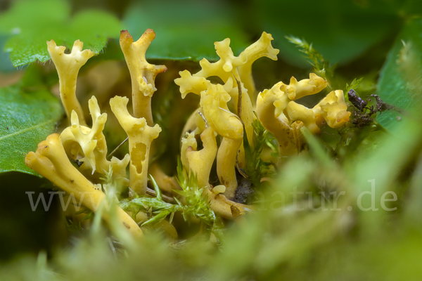 Geweihförmige Wiesenkoralle (Clavulinopsis corniculata)