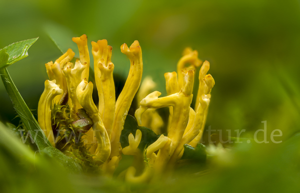 Geweihförmige Wiesenkoralle (Clavulinopsis corniculata)