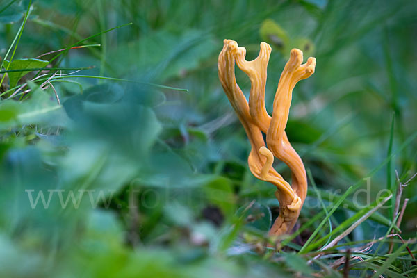 Geweihförmige Wiesenkoralle (Clavulinopsis corniculata)