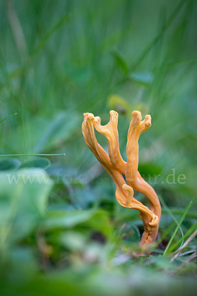 Geweihförmige Wiesenkoralle (Clavulinopsis corniculata)