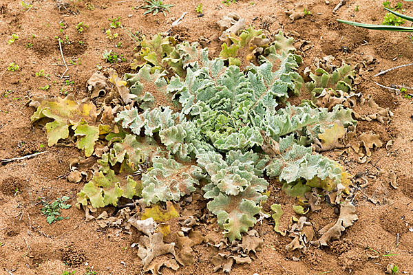 Gewelltblättrige Königskerze (Verbascum undulatum)