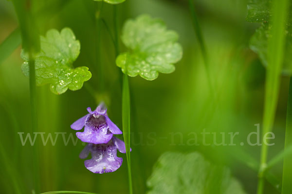 Gewöhnlicher Gundermann (Glechoma hederacea)