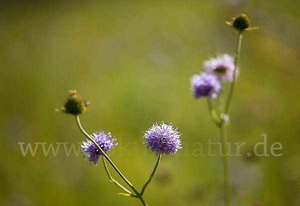 Gewöhnlicher Teufelsabbiss (Succisa pratensis)