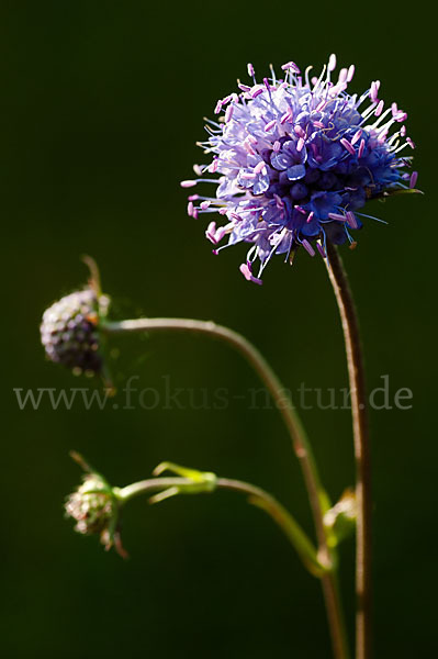 Gewöhnlicher Teufelsabbiss (Succisa pratensis)