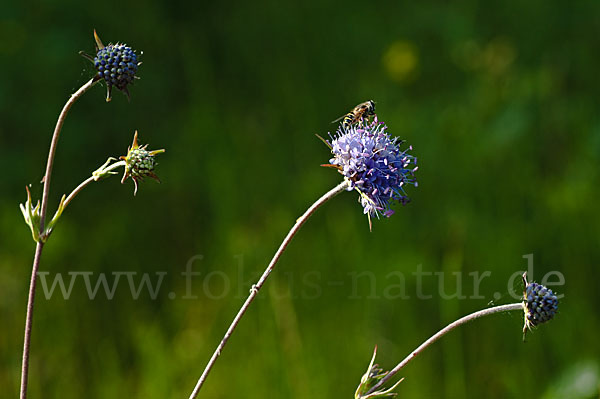 Gewöhnlicher Teufelsabbiss (Succisa pratensis)