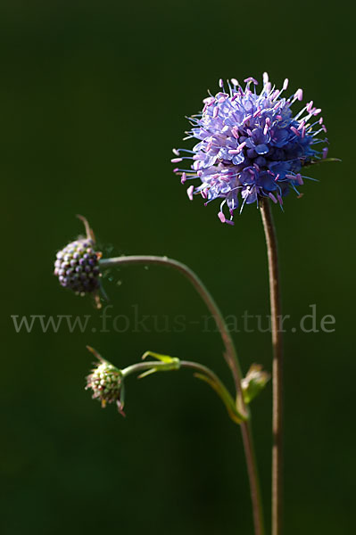 Gewöhnlicher Teufelsabbiss (Succisa pratensis)