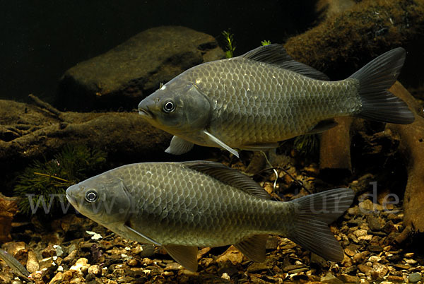 Giebel (Carassius gibelio)