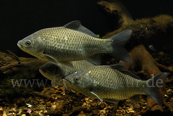 Giebel (Carassius gibelio)