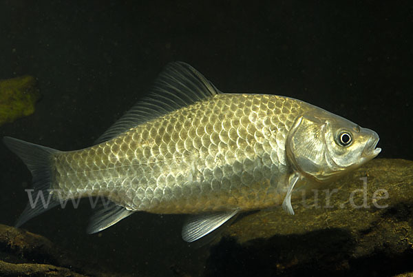 Giebel (Carassius gibelio)