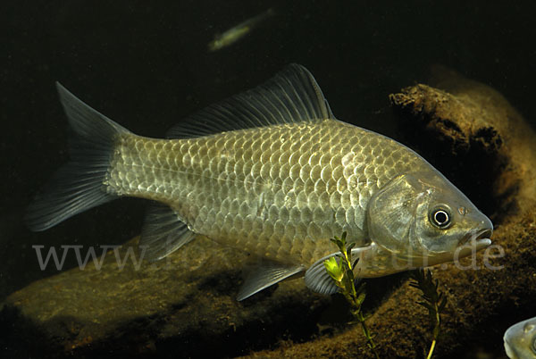 Giebel (Carassius gibelio)