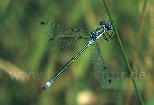 Glänzende Binsenjungfer (Lestes dryas)