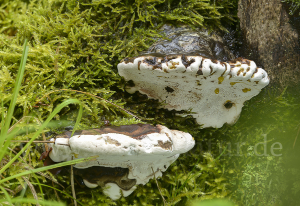 Glänzender Lackporling (Ganoderma lucidum)