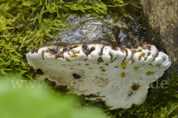 Glänzender Lackporling (Ganoderma lucidum)