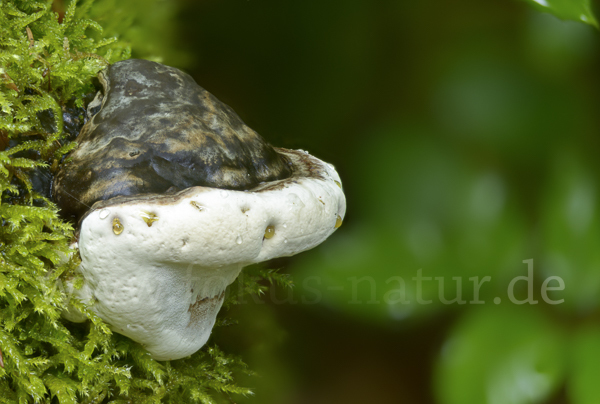 Glänzender Lackporling (Ganoderma lucidum)