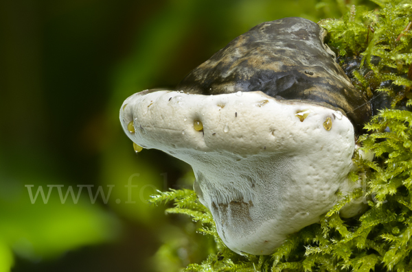 Glänzender Lackporling (Ganoderma lucidum)