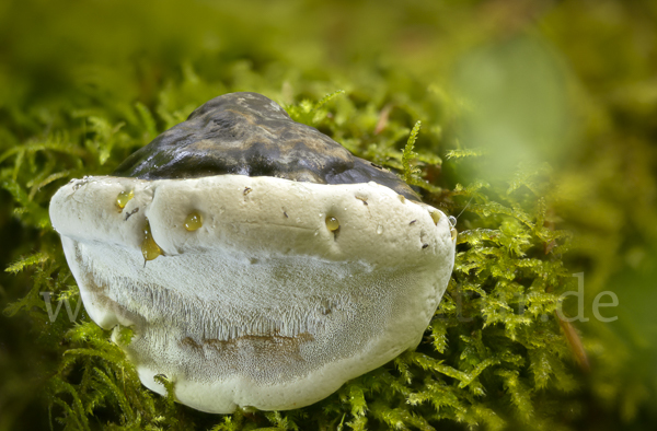 Glänzender Lackporling (Ganoderma lucidum)