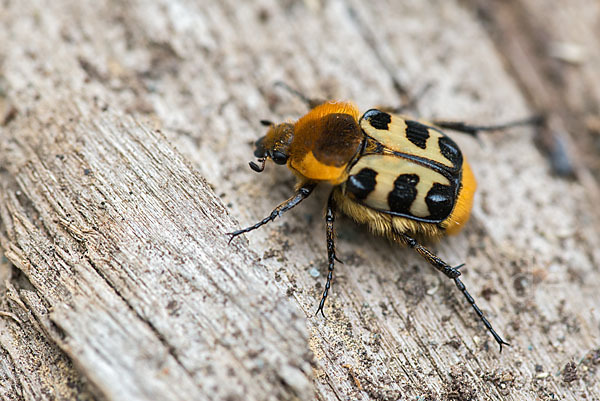 Glattschieniger Pinselkäfer (Trichius gallicus)