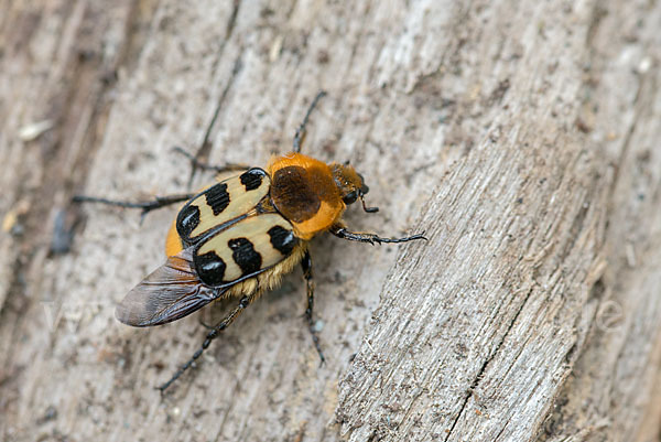 Glattschieniger Pinselkäfer (Trichius gallicus)