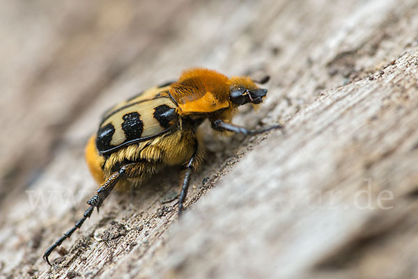 Glattschieniger Pinselkäfer (Trichius gallicus)