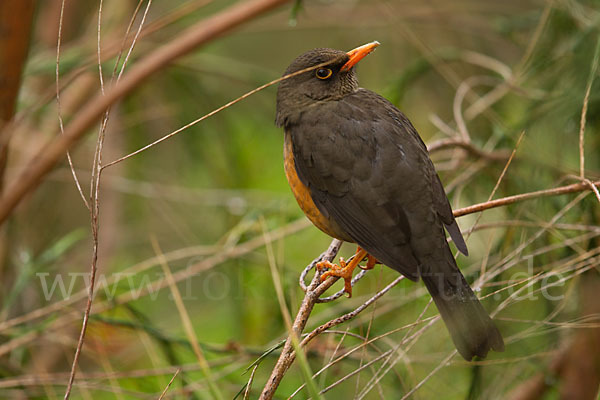 Gmelindrossel (Turdus abyssinicus)