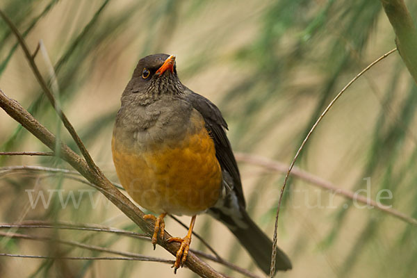 Gmelindrossel (Turdus abyssinicus)