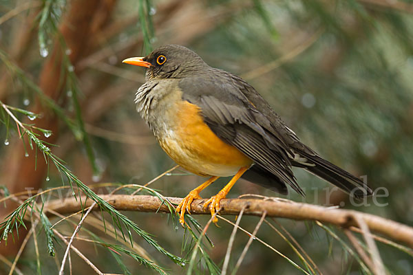 Gmelindrossel (Turdus abyssinicus)