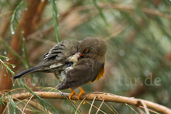 Gmelindrossel (Turdus abyssinicus)