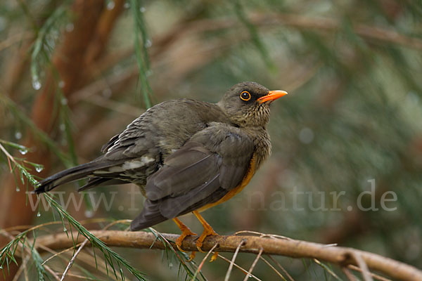 Gmelindrossel (Turdus abyssinicus)