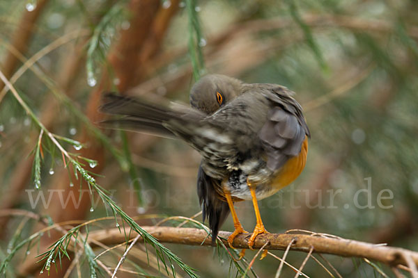 Gmelindrossel (Turdus abyssinicus)