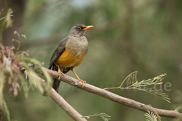 Gmelindrossel (Turdus abyssinicus)