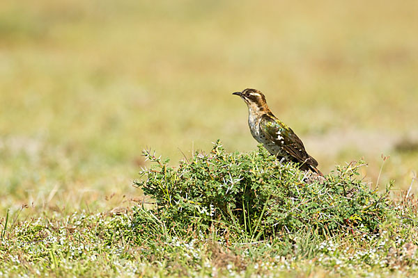 Goldkuckuck (Chrysococcyx caprius)