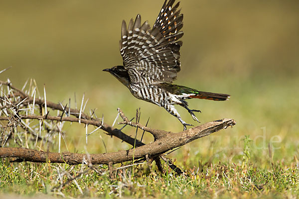 Goldkuckuck (Chrysococcyx caprius)