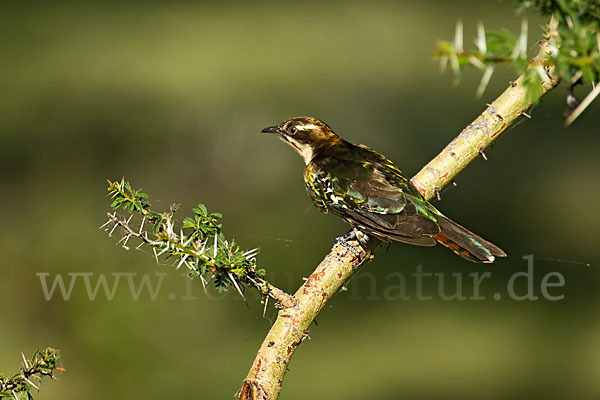 Goldkuckuck (Chrysococcyx caprius)