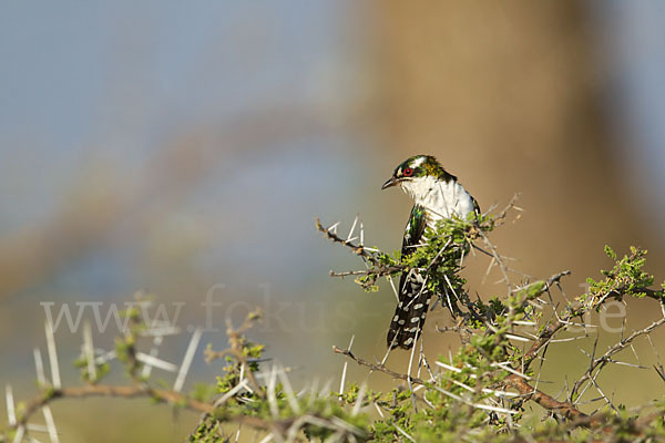 Goldkuckuck (Chrysococcyx caprius)