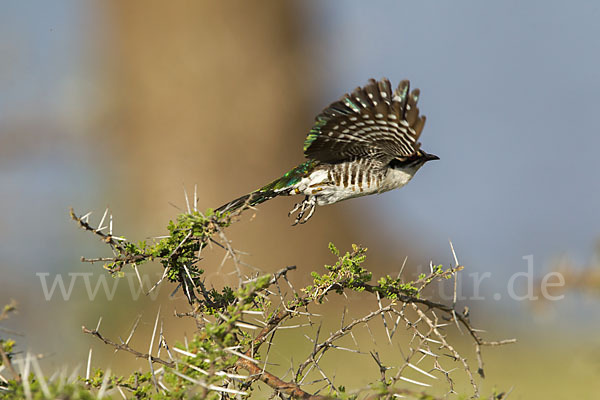 Goldkuckuck (Chrysococcyx caprius)