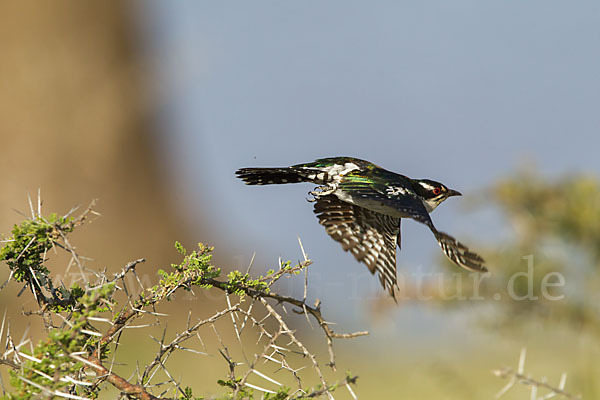 Goldkuckuck (Chrysococcyx caprius)