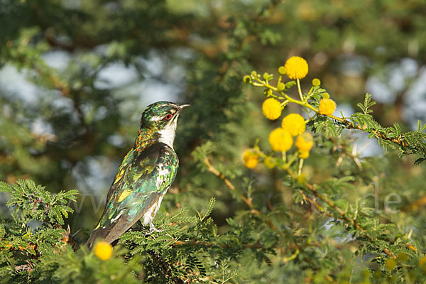 Goldkuckuck (Chrysococcyx caprius)