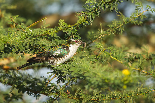 Goldkuckuck (Chrysococcyx caprius)