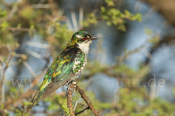 Goldkuckuck (Chrysococcyx caprius)