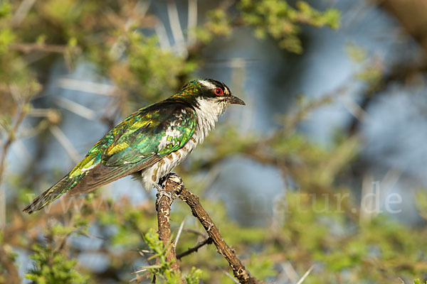 Goldkuckuck (Chrysococcyx caprius)