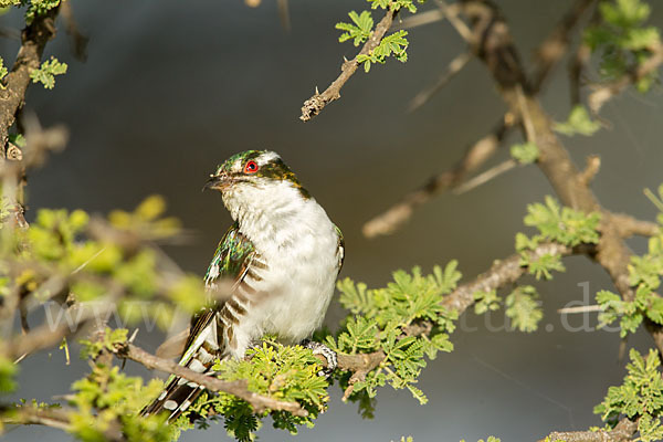 Goldkuckuck (Chrysococcyx caprius)