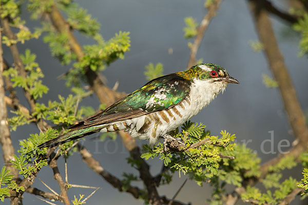 Goldkuckuck (Chrysococcyx caprius)