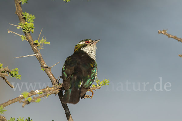 Goldkuckuck (Chrysococcyx caprius)