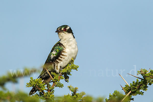 Goldkuckuck (Chrysococcyx caprius)