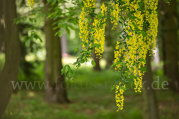 Goldregen (Laburnum)