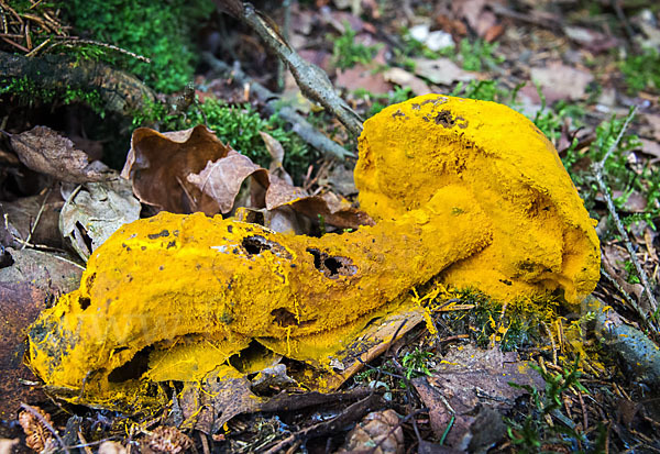 Goldschimmel (Hypomyces chrysospermus)