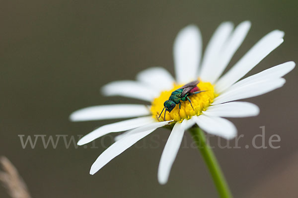 Goldwespe spec. (Hedychrum gerstaeckeri)