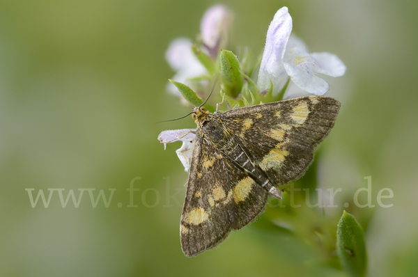 Goldzünsler (Pyrausta aurata)