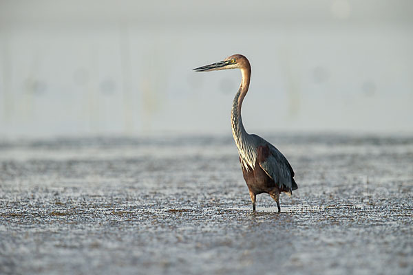 Goliathreiher (Ardea goliath)