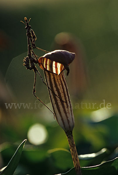 Gottesanbeterin spec. (Empusa pennata)